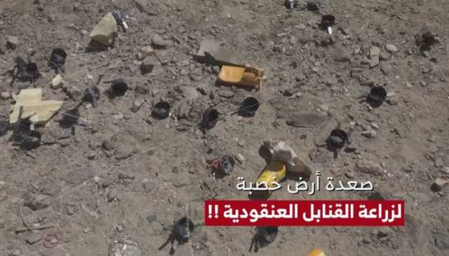 23 مايو خلال 9 أعوام ..العدوان يزرع صعدة بالقنابل العنقودية ويحصد أرواح جاني ثمار المانجو بالحديدة