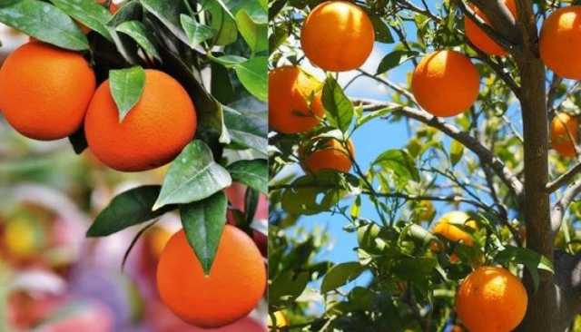 الحمضيات اليمنية.. فرصة للنهوض الزراعي وتعزيز الاقتصاد الوطني