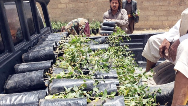 تدشين توزيع شتلات السدر في مديرية خولان بمحافظة صنعاء
