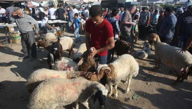 انخفاض أسعار المواشي في اليمن وتراجع الإقبال مع اقتراب عيد الأضحى