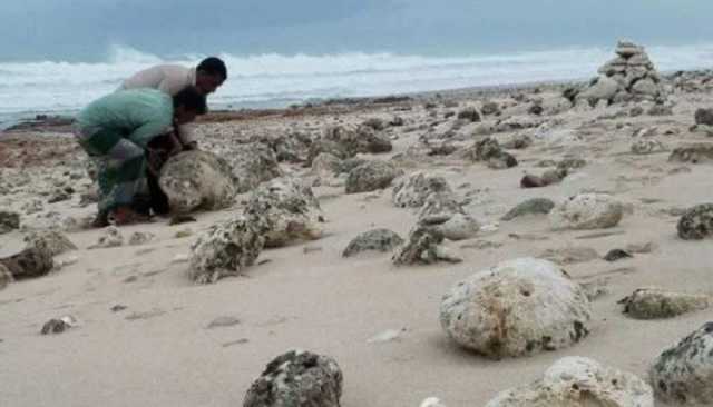 الإمارات تنهب أحجار الشعاب المرجانية النادرة من سواحل سقطرى وتستنزف البيئة