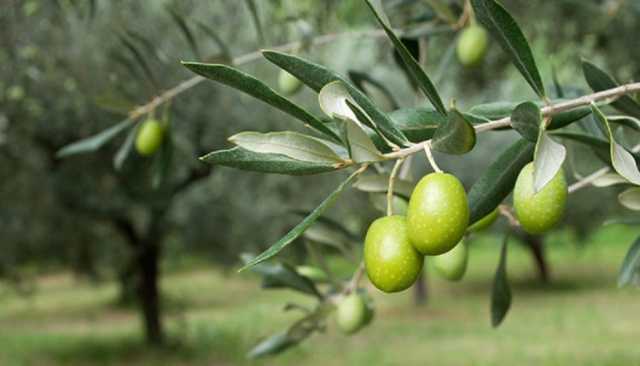 فوائد أوراق الزيتون الأخضر.. كنز طبيعي لدعم المناعة والصحة العامة