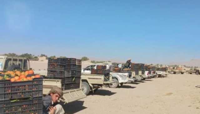 أبناء الجوف يسيّرون قافلة برتقال دعمًا للمرابطين في جبهات الصحراء والبحرية