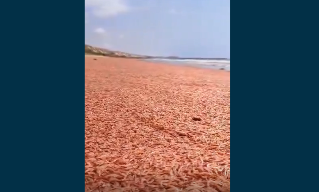 فيديو- نفوق كمية كبيرة من الجمبري جنوبي اليمن