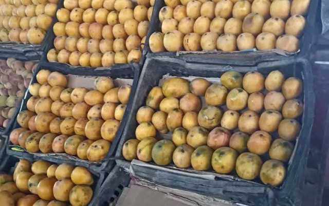 انخفاض أسعار المانجو في اليمن…وفرة الإنتاج تهدد دخل المزارعين
