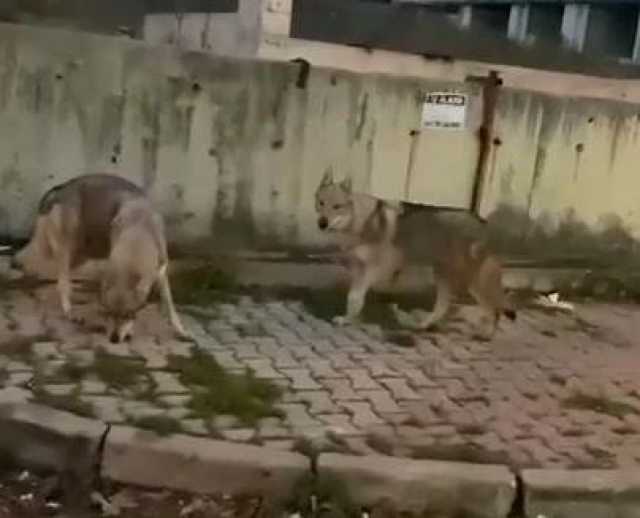 مشهد مرعب.. ذئاب جائعة تجوب شوارع إسطنبول