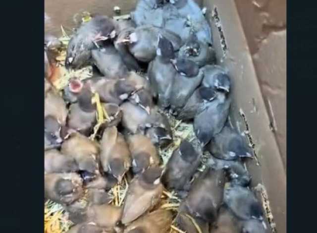 البلبل العراقي على قائمة الانقراض
