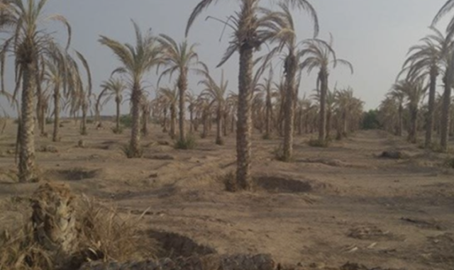 نخيل الجنوب يموت واقفًا على ضفاف الملح ويبحث في الصحراء عن أمل