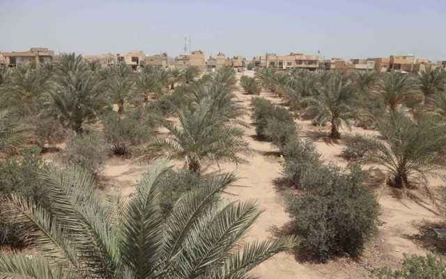 مجلس الوزراء يقر تعديلًا على ضوابط تحويل جنس الأرض من زراعي إلى سكني