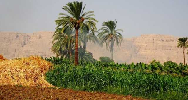 مصر تصدر منتجات زراعية بقيمة 1.5 مليار دولار خلال الربع الأول من العام الحالي
