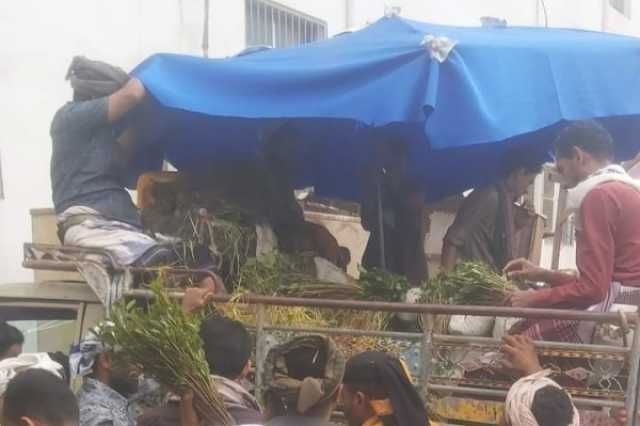 نبتة 'القات الهرري' الأثيوبي في عدن تُثير حالة من الجدل باليمن