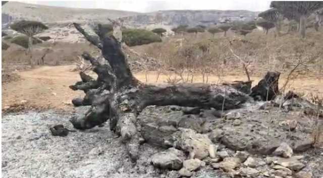 سقطرى.. حريق 'مفتعل' يلتهم أشجار دم الاخوين وسط غياب أي دور للسلطات المحلية