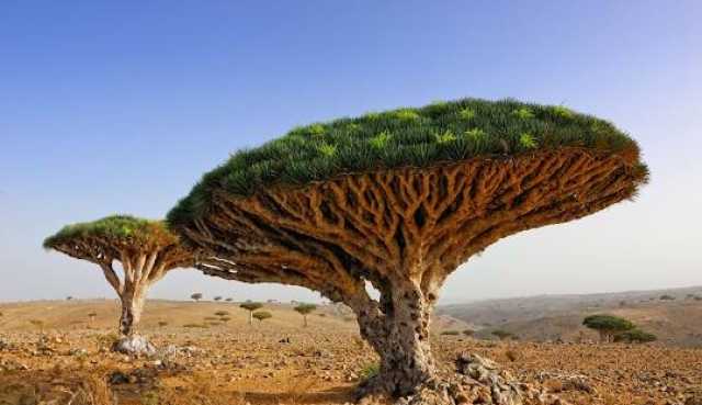 بن مبارك: سقطرى تحتاج إلى اهتمام خاص يتناسب مع مكانتها العالمية والسياحية