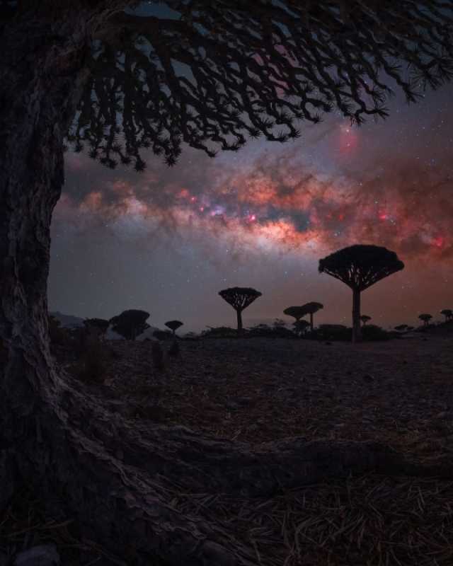 ترشيح بريطاني لجائزة عالمية لصوره عن جزيرة 'سقطرى'
