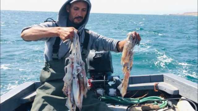 الحوثيون يعلنون فتح موسم اصطياد 'الحبار' في البحر الأحمر
