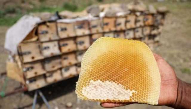 لقاء يناقش خطط وبرامج تطوير قطاع العسل في اليمن
