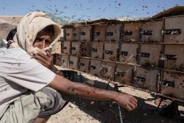 نحّالو اليمن.. من مرارة الحرب إلى صدمات المناخ