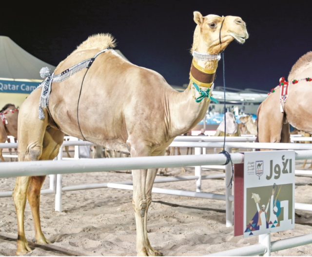 اختتام أشواط الأصايل في مهرجان قطر للإبل 2024