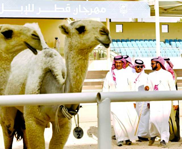منافسات مليئة بالإثارة في أول أشواط المغاتير