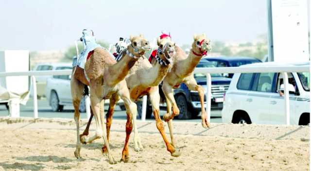مشاركة خليجية غير مسبوقة في مهرجان سباق الهجن السنوي الكبير.. انطلاقة قوية على سيف صاحب السمو