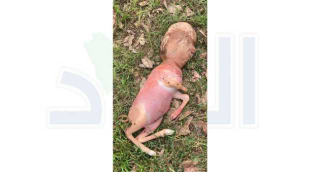 ولادة حيوان برأس إنسان في تايلاند