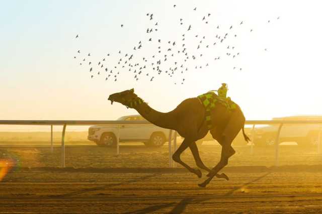 جائزة سيف خادم الحرمين الشريفين .. الأكبر في تاريخ سباقات الهجن