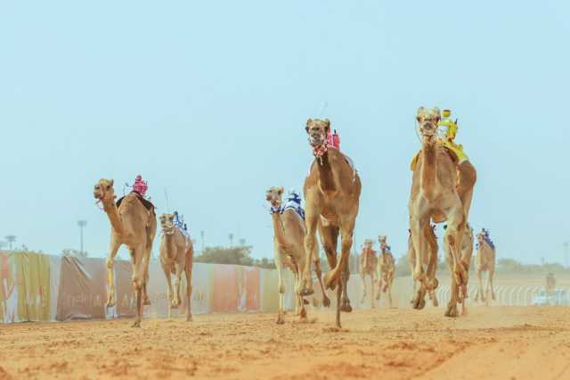 مهرجان خادم الحرمين الشريفين للهجن يعيد آخر بطل في الجنادرية