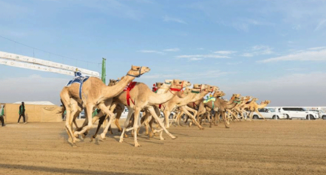 انطلاق مهرجان خادم الحرمين الشريفين للهجن