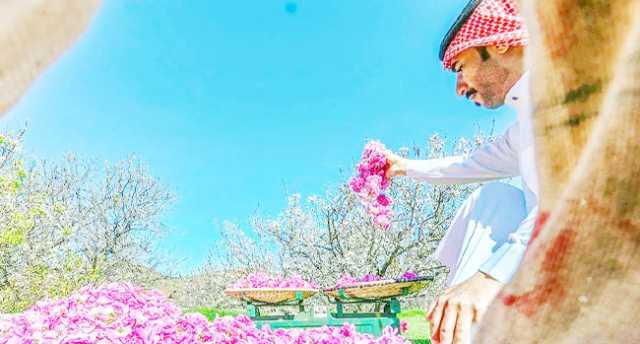 منتجات نوعية في مناخ استثنائي.. الورد الطائفي.. علامة سياحية جاذبة