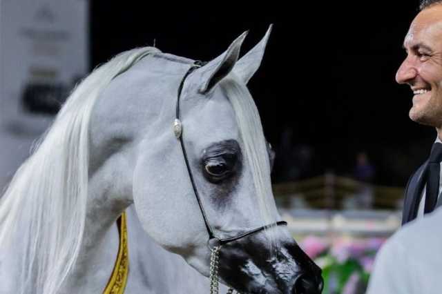 الرياض تستضيف الجولة الرابعة من جولات الجياد العربية الموسم المقبل