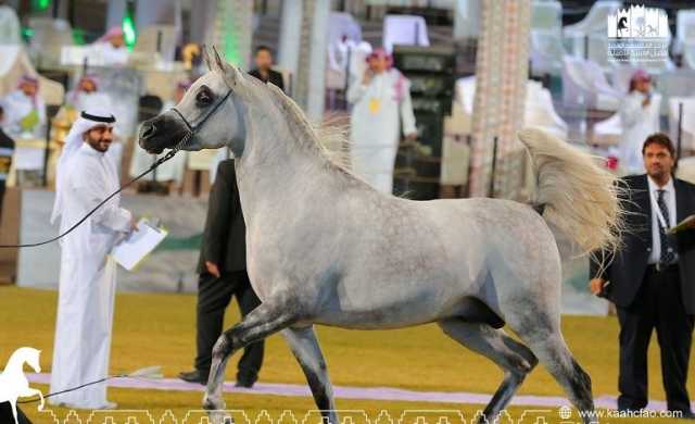 ختام مهرجان بطولة العالم لخيل الجزيرة في الرياض