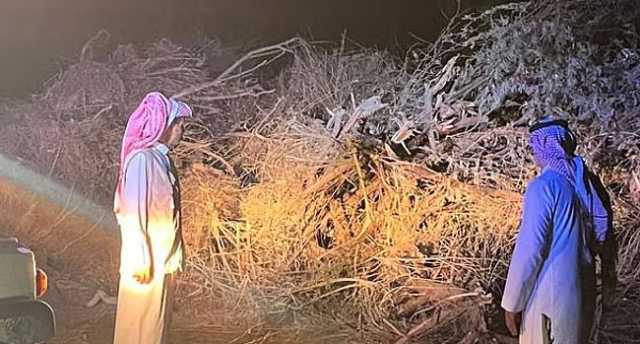 “البيئة” تباشر بلاغاً عن قطع أشجار دون تصاريح