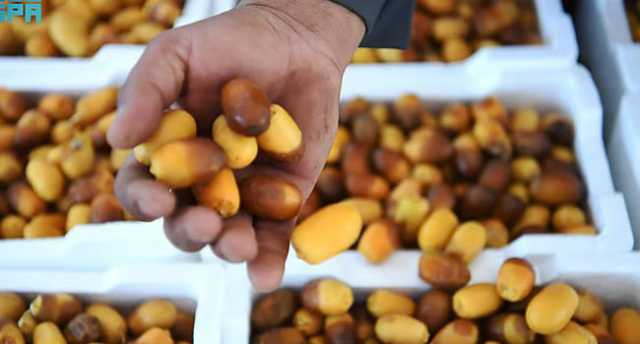 أسواق التمور بالمدينة تستقبل بواكير “الرطب”