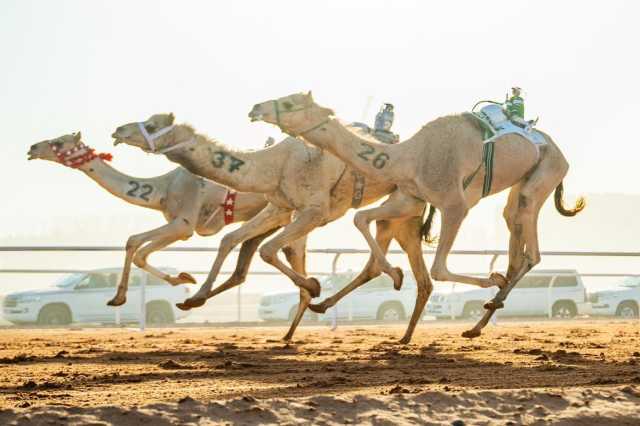ملاك السعودية في صدارة مهرجان خادم الحرمين الشريفين للهجن