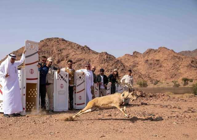 إطلاق 16 كائنًا فطريًا في محميات العلا