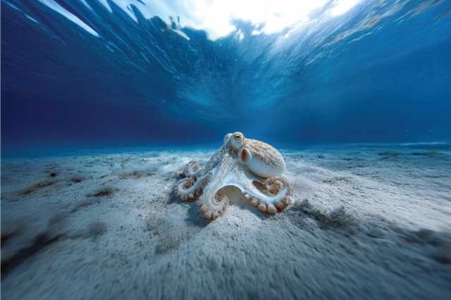 اليوم العالمي للأخطبوط.. البحر الأحمر يعكس ثراء التنوع البحري في المملكة