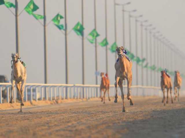 غداً.. انطلاق كأس الأولمبية السعودية للهجن في رماح