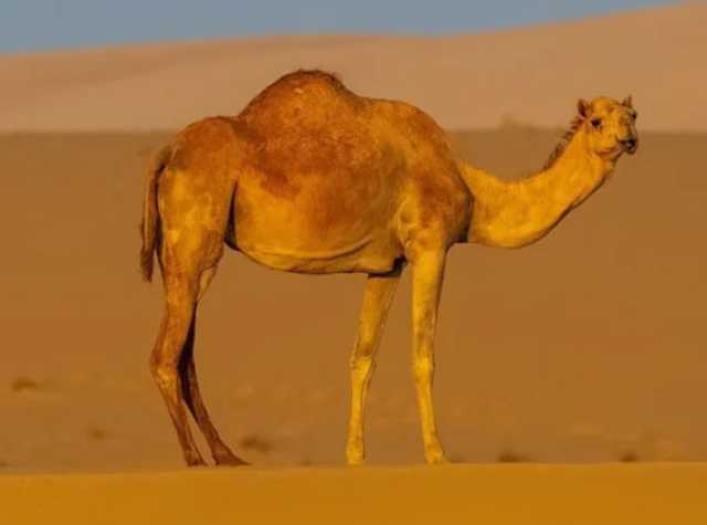 «كاوست»: تطوير درون ذكي لتتبع الإبل