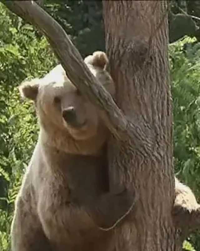 الجيش الياباني يحمى المدن من «الدببة»