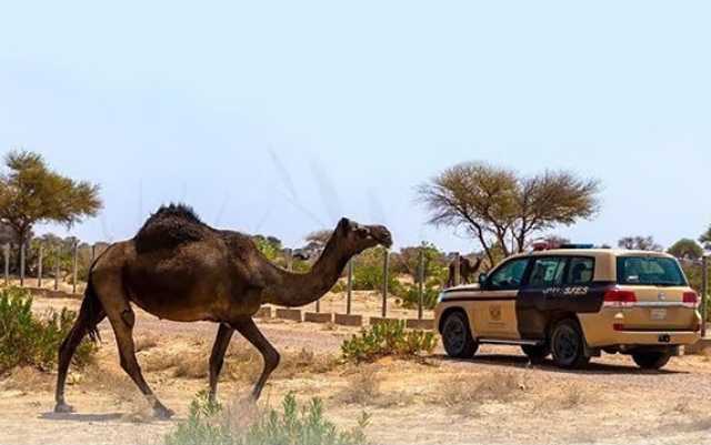 مخالف الرعي في قبضة الأمن