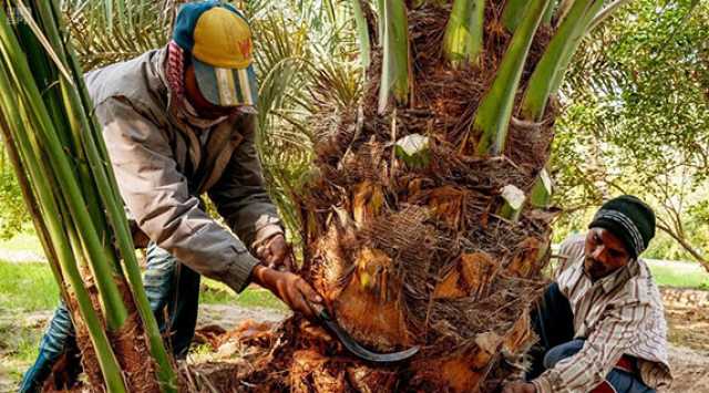 الاختيار من خلال المنصة الإلكترونية.. اعتماد دليل ضوابط منح تأييد العمالة الزراعية