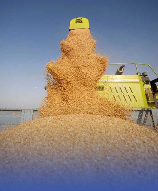 مناقصة قمح مستورد