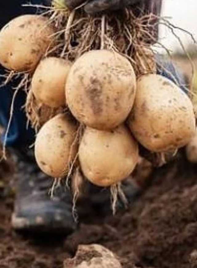 مستحضرات تجميل من نفايات البطاطس