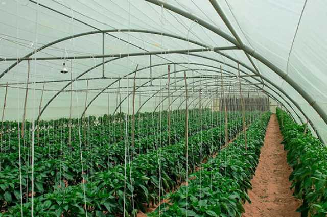 لائحة جديدة لعمال الزراعة والرعاة.. مكافأة نهاية خدمة وإجازة أسبوعية