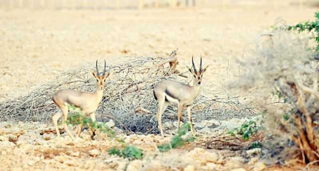أكبر محميات الحيوانات المهددة بالانقراض.. غزلان «الأدمي» تتكاثر في فرسان