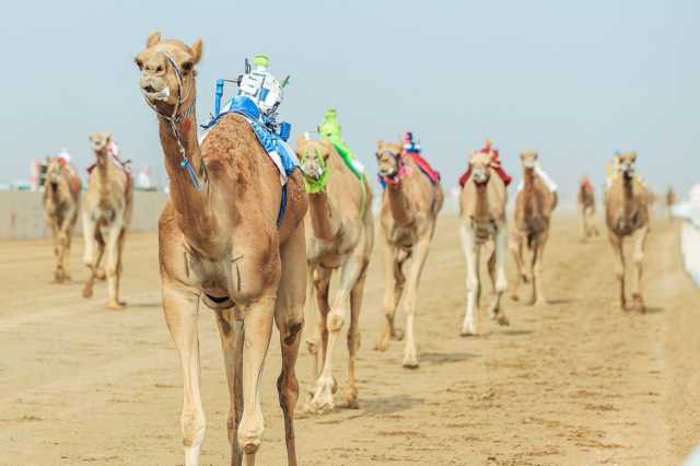 السعودية تستعيد” سيف ولي العهد”