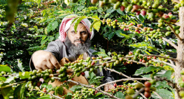 إعادة تأهيل مزارع البن في عسير