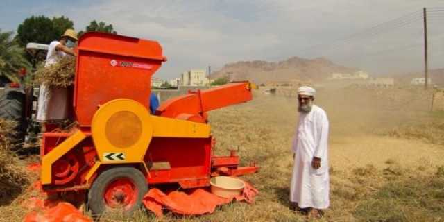 توقعات بإنتاج 140 طنًّا مع بدء حصاد القمح في نزوى