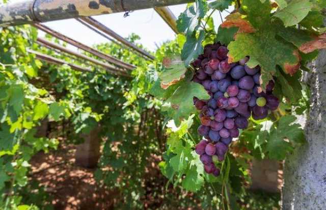 تنفيذ مشروع لتطوير زراعة فاكهة العنب في المحافظات