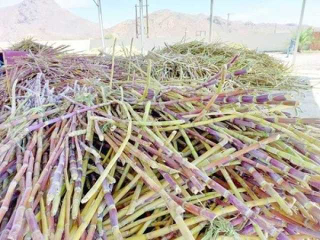 وفرة إنتاجية مع بدء موسم حصاد قصب السكر في عمان